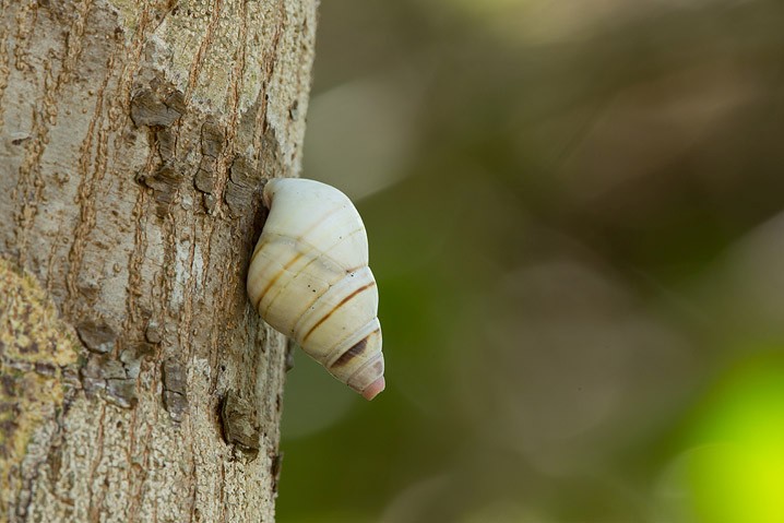 Baumschnecke